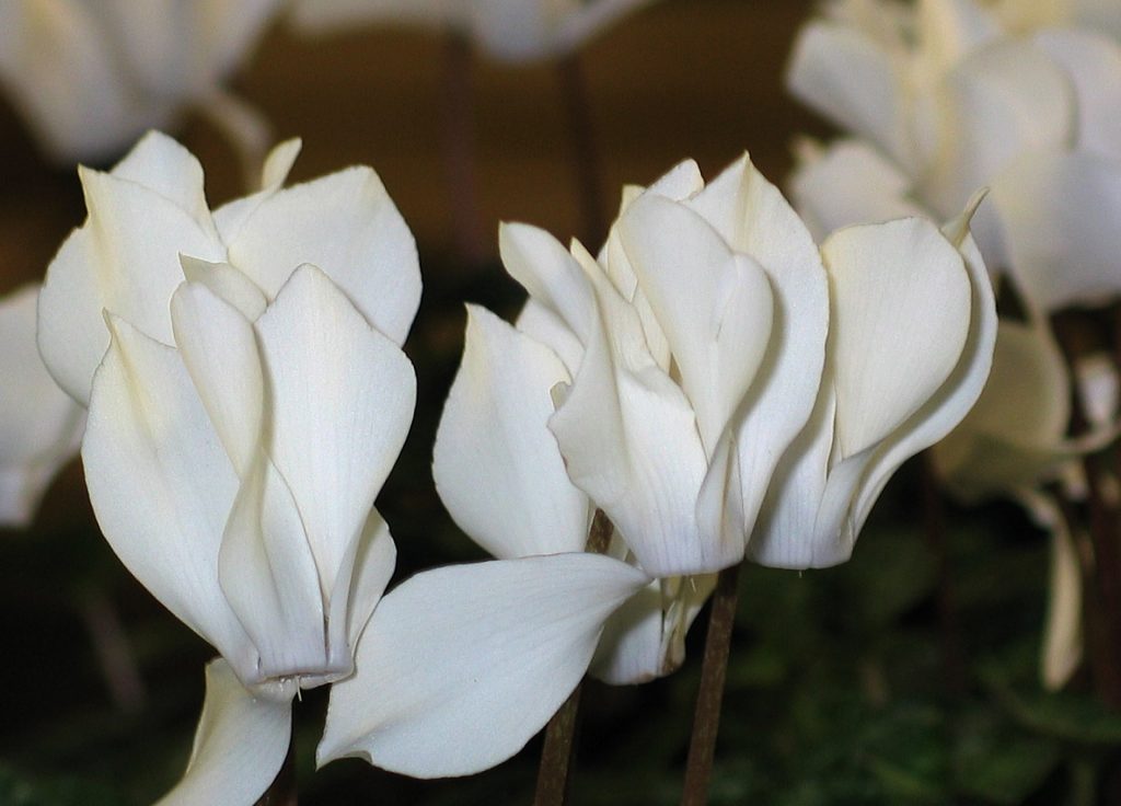 Białe kwiaty doniczkowe
